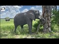 Morula demonstrating elephant feeding behaviour | Living With Elephants Foundation | Botswana |