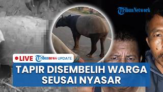 🔴LIVE: Tapir Nyasar di Mesuji Lampung Disembelih Warga untuk Dimasak, 4 Orang Ditangkap Polisi