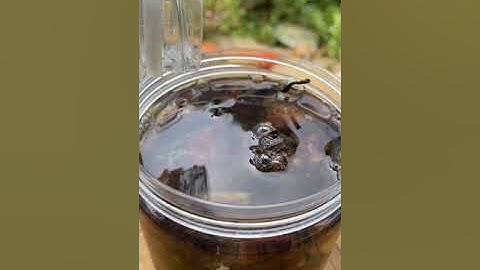 Ngâm ấu tẩu để xoa bóp tan bầm tím và đau mỏi người #shorts