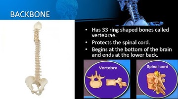 CLASS 5 - EVS Skeletal System And Nervous System - Part 1