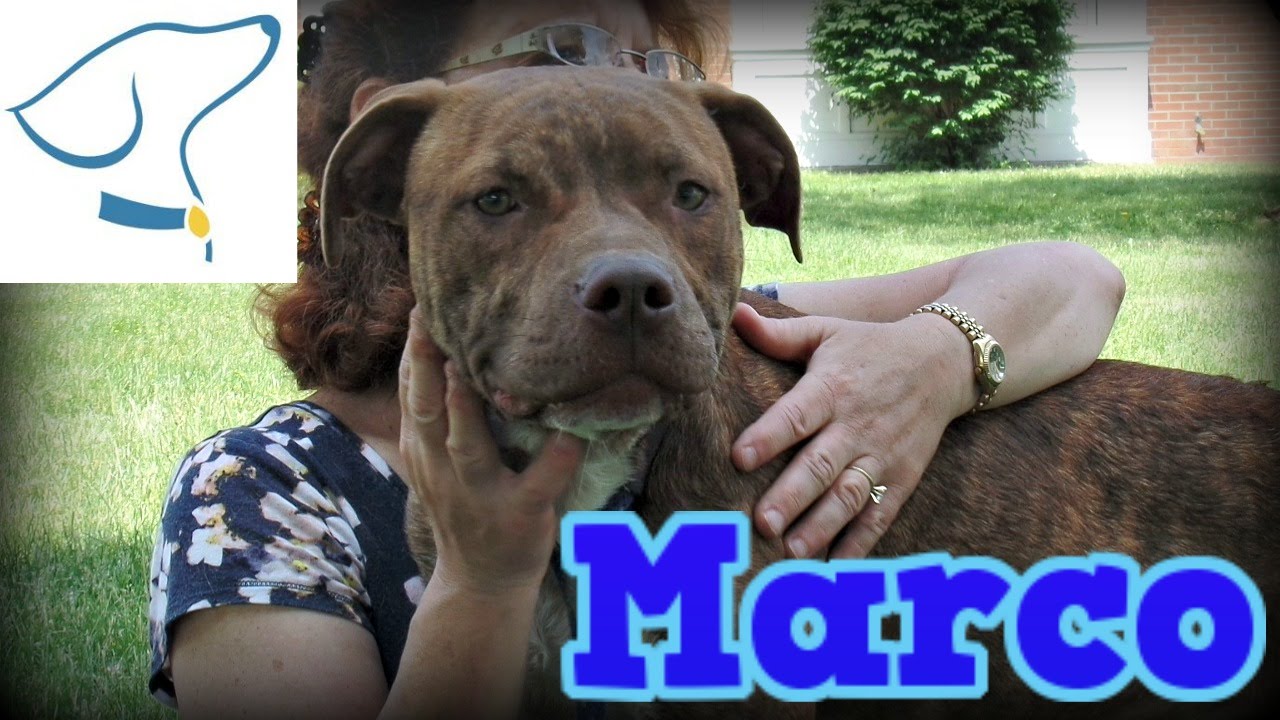 Marco Lucas County Canine Care and Control YouTube