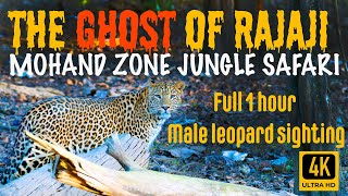 Big Male Leopard Sighting | Rajaji Jungle Safari | Rajaji National Park | 4K Video