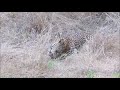 Leopard on the hunt