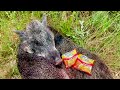 Wild Boar Hog | Catch Clean Cook  (Ramen Noodles)