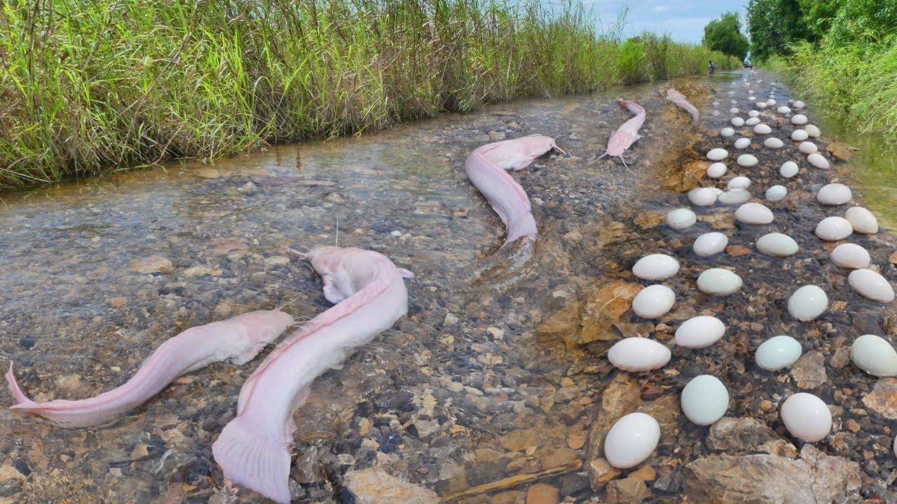 Cat Fish Roe Unbelievable Catfish Spawning! Giant Catfish & Eggs Found in Shallow ...