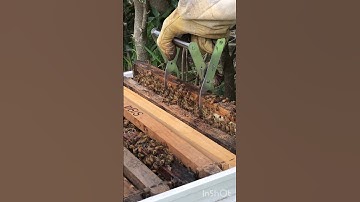 Brood pattern of beehive frame is not ideal. What are the signs of a STRUGGLING queen? 2023 03 07