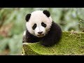 Live: Virtual encounter with giant pandas – Ep. 28可爱预警！与国宝大熊猫"云相遇"