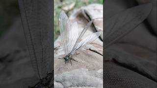Mayfly#Mayfly#蕾絲翼#우스바카게로우#Cánh ren#КружевноеЛицоجناح الدانتيل##Enredadera#ปีกลูกไม้#SayapLace#music