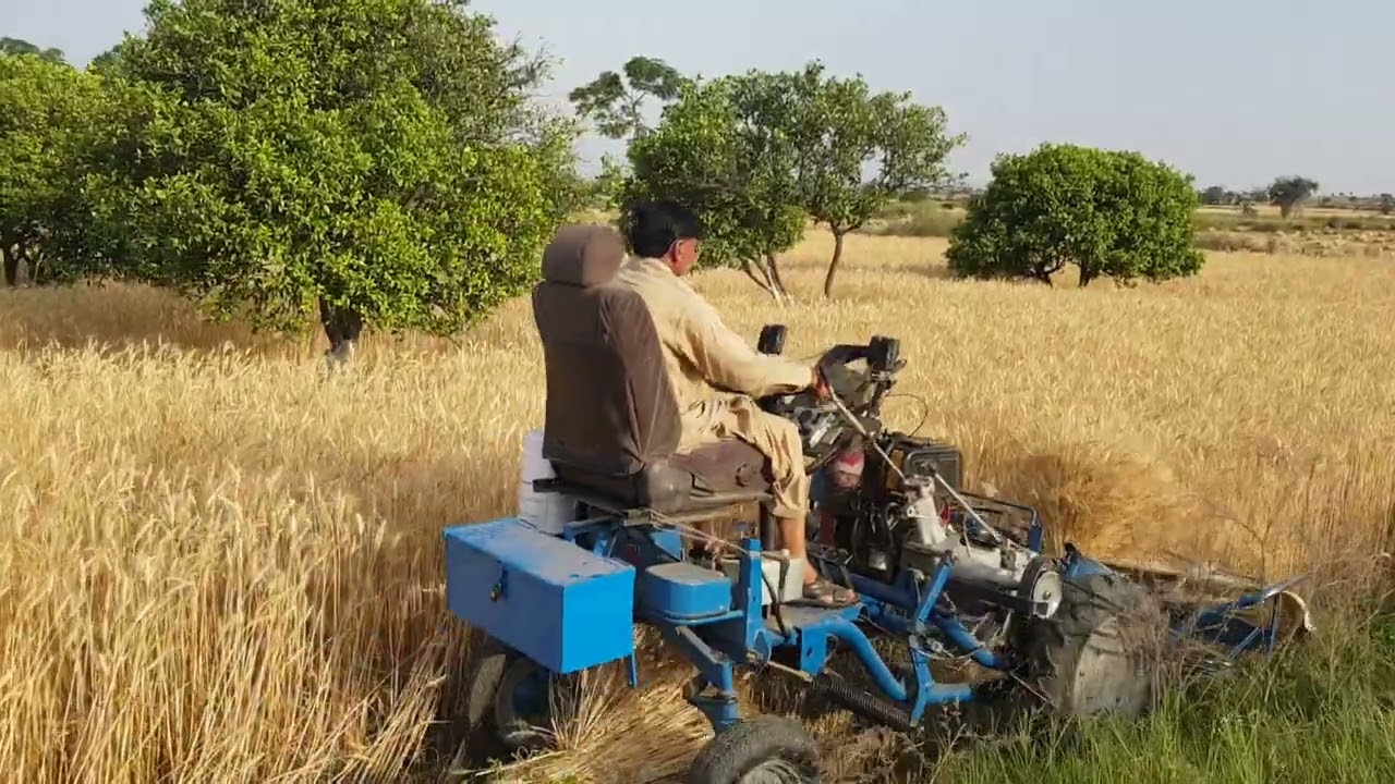 4 wheel reaper binder Machine....gandum ke katai 2021.kinnow k bagh me
