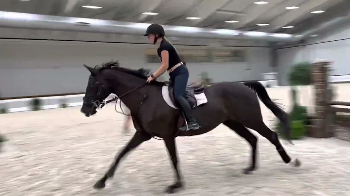 Francesca, Eq/ Hunter/ jumper