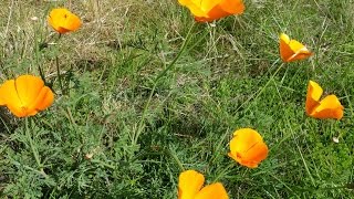 Get beautiful poppies for your home garden, free shipping on amazon:
http://amzn.to/1e7fpt5 eschscholzia californica (california poppy,
californian go...