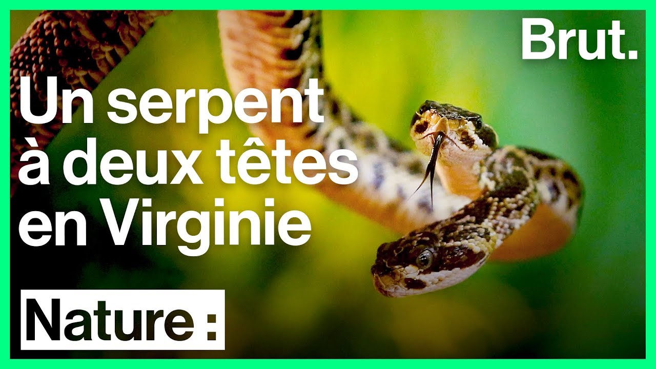 Un serpent à deux têtes découvert en Virginie YouTube — free download