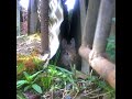 Baby Bunny in Hideyhole
