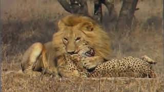 Ormanın Kralı Aslan  ws Leopar  - Hayvanlar Alemi screenshot 5