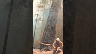 Cutting Big Tree 