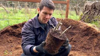 How to Plant a Mulberry Tree Cutting | It's Time to Up Pot Our Hardwood Mulberry Cuttings