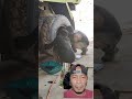 buka dulu bautnya bang 🤣🤣🤣 #shorts #komedi #ngakak #prank #alatberat #excavator #montir #truck