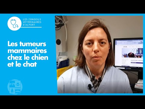 Vidéo: Cancer De L'utérus Chez Le Chat