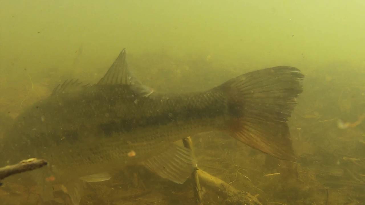 Bed Fishing Underwater Footage YouTube