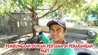 LANJUTAN PERAWATAN DURIAN DI PEKARANGAN RUMAH PROGRAM PEMBUAHAN # PART 2