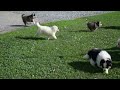 Pomsky Puppies For Sale