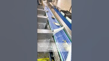 Fish Sorting at Warp Speed: Watch This High-Tech System Process 5,000 Fish Per Hour!