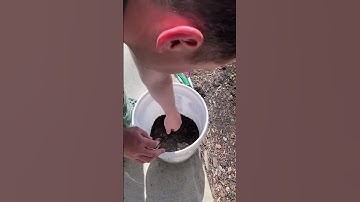 Growing potatoes in Buckets