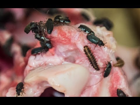 Video: Come pulire un teschio con gli scarafaggi dermestidi?