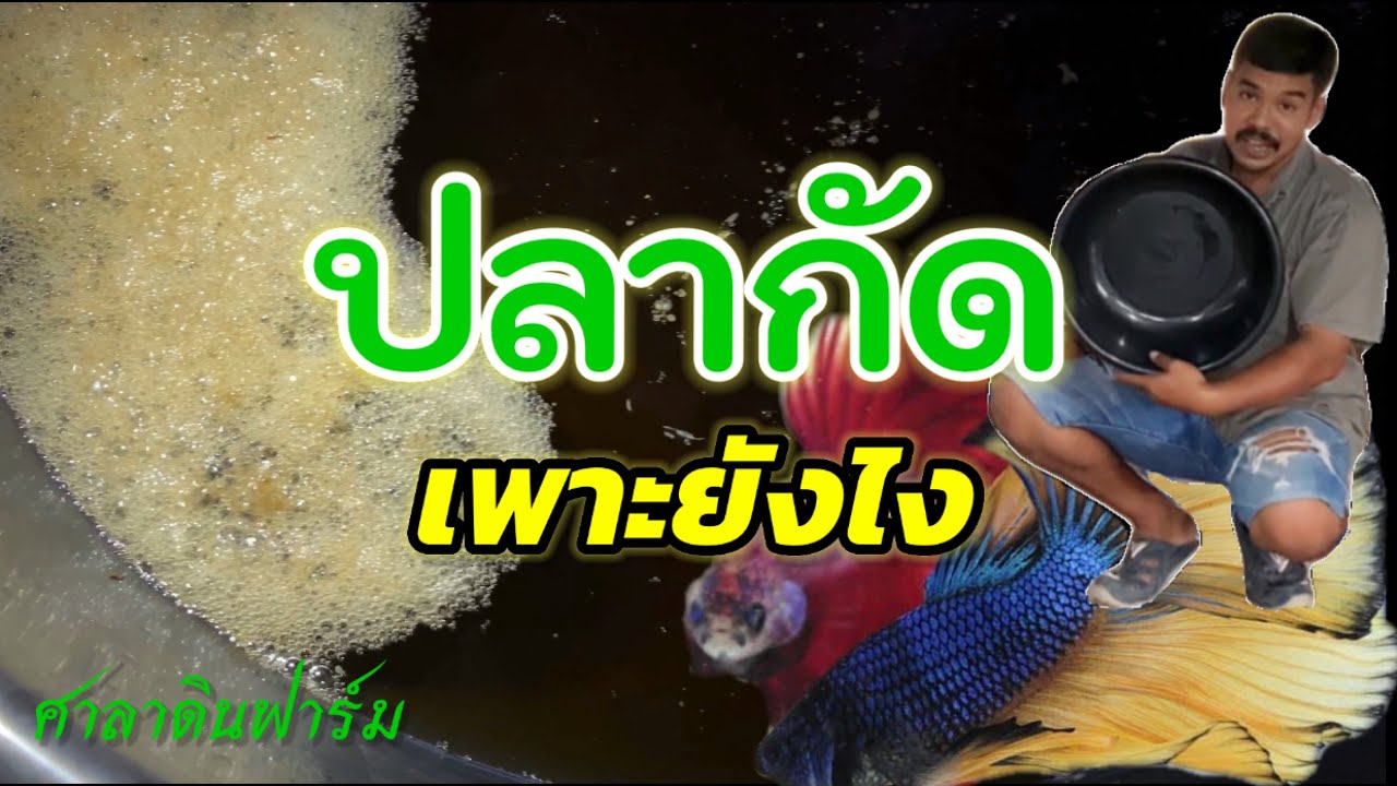 [ วิธีเพาะปลากัด ] @ แชมป์วัดช้าง Saradin-Betta-Farm