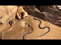 விலங்குகள் செய்த தவறுகள் | ANIMALS MESSED WITH WRONG OPPONENT