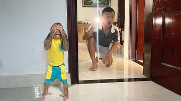 So Funny! Monkey Cubis Plays Hide and Seek with His Dad 😂