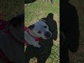 Pit/Bully thinks she's tangled lol