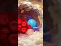 Hematocrit & its Importance