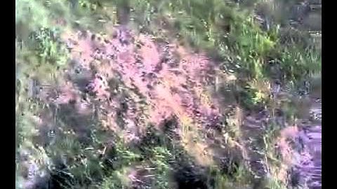 Ground squirrel/ Stripped Gopher Trapping!