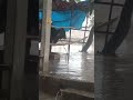 #Happy basant Panchami # Happy Patjhad sawan aur delhi ki barish ☔