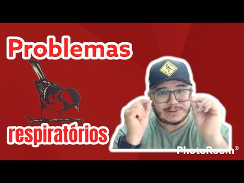 Vídeo: Como funcionam os pássaros balançando a cabeça?