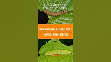 Groundbreaking and incredibly simple organic control solutions 획기적이고 엄청심플한 오가닉 방제 솔루션 개발중