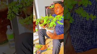 🌳 घर में बोनसाई गार्डन | Beautiful Plant Collection #plants #lifeisbutadream #garden