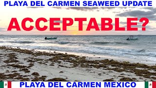 PLAYA DEL CARMEN BEACH SEAWEED UPDATE - ACCEPTABLE?