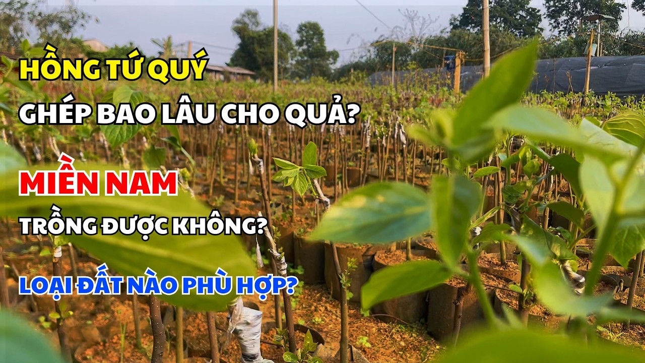 Giải đáp thắc mắc về Hồng Tứ Quý: bao lâu cho quả, miền nam trồng được không...? | Nhà vườn Lam Hồng