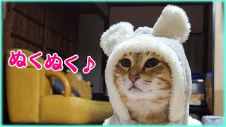 寒そうな猫にパーカーを着せると可愛いすぎたｗ by 小鉄チャンネル 405 views 2 years ago 2 minutes, 49 seconds