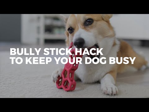 The BEST Way To Keep Your Dog Busy | BULLY STICK HACK