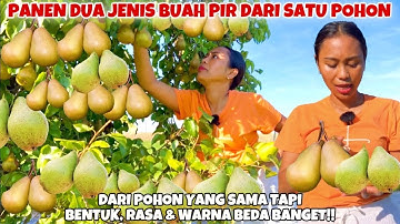 UNIK!! PANEN DUA JENIS PIR LIAR DARI SATU POHON