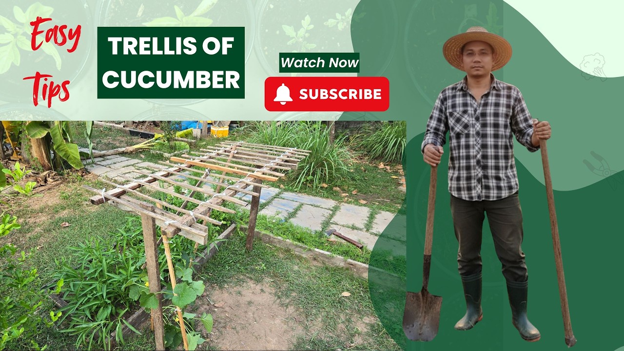 Trellis of Cucamber | ទ្រើងត្រសក់