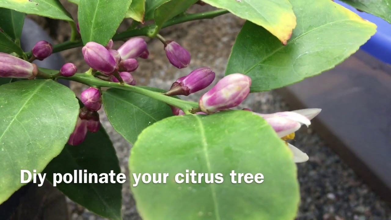 Diy pollinate your citrus tree 🍋🍋🍋 YouTube
