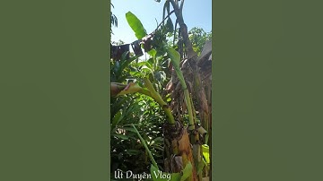 Độc Lạ Cây Chuối #shorts [112]