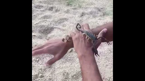 متى يلدغك العقرب 