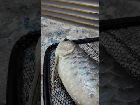 \" Musim Bunga \" by Arwana Gold