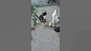 Что получится если индюшатам  давать творог...