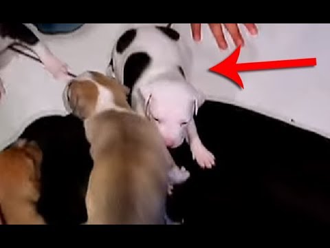 ON ADOPTE UN NOUVEAU PETIT CHIEN ... LA PETITE SŒUR DE NALA